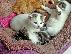 PoulaTo: Gccf Exotic Shorthair μωρά
